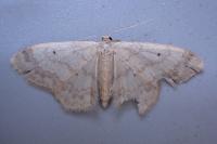 Idaea biselata