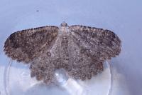 Charissa obscurata obscurata