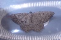 Charissa obscurata obscurata