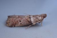 Acrobasis consociella