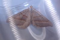 Scotopteryx luridata