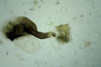 Scotopteryx luridata