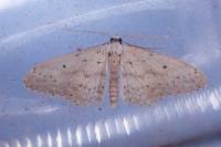 Idaea seriata