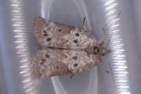 Nycteola revayana