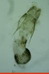 Eupithecia virgaureata