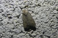 Caradrina clavipalpis