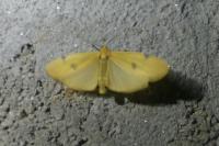 Lithosia quadra