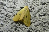 Lithosia quadra