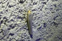 Eilema caniola