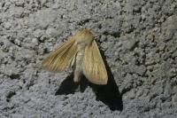 Mythimna pallens