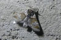 Furcula furcula