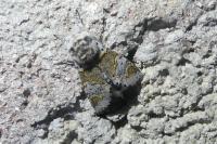 Furcula furcula