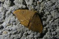 Watsonalla binaria