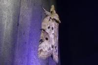 Nycteola revayana
