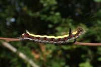 Acronicta psi