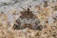 Dysstroma truncata