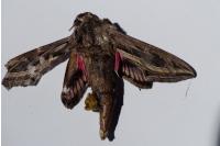 Hippotion celerio