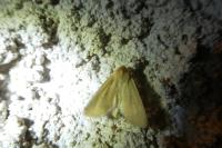Mythimna pallens