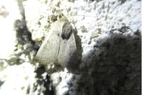 Hoplodrina