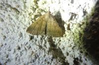 Polypogon plumigeralis