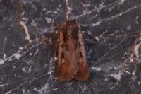 Euxoa obelisca obelisca