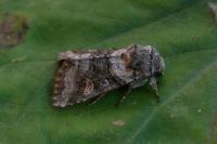 Cleoceris scoriacea