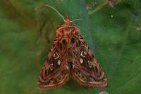 Panchrysia v-argenteum