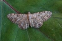 Eupithecia semigraphata