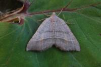 Macaria artesiaria