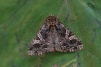 Sideridis rivularis