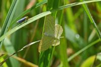 Scopula immutata