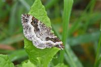 Epirrhoe alternata