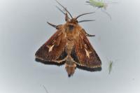Cerapteryx graminis