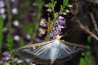 Cydalima perspectalis