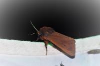 Phragmatobia fuliginosa