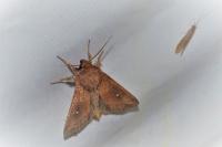 Mythimna albipuncta