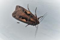 Xestia c-nigrum