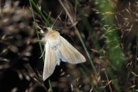 Mythimna pallens
