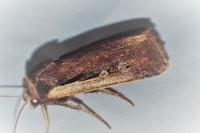Ochropleura plecta