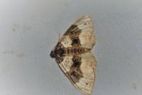 Cosmorhoe ocellata