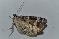 Epirrhoe alternata
