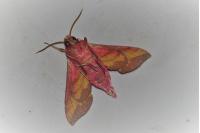 Deilephila porcellus