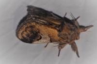Notodonta ziczac