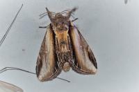Pheosia tremula