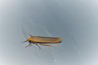 Manulea complana