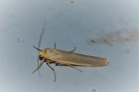 Eilema caniola