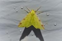 Opisthograptis luteolata