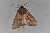 Luperina testacea