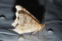 Macaria alternata