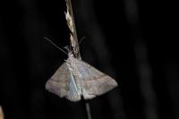 Hypena proboscidalis